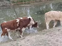 Buğa, Auliekol irqi — foto 5