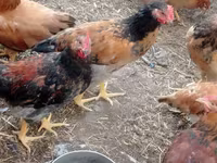 Chickens — photo 7