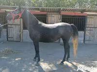 Caballo, Caballos — foto 6