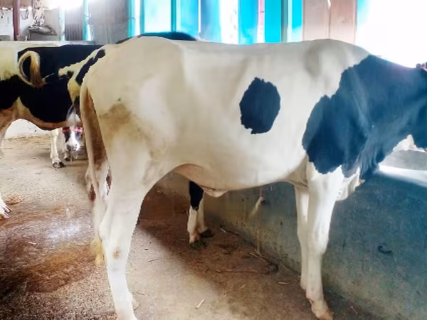 İnək, Russian Black pied cattle