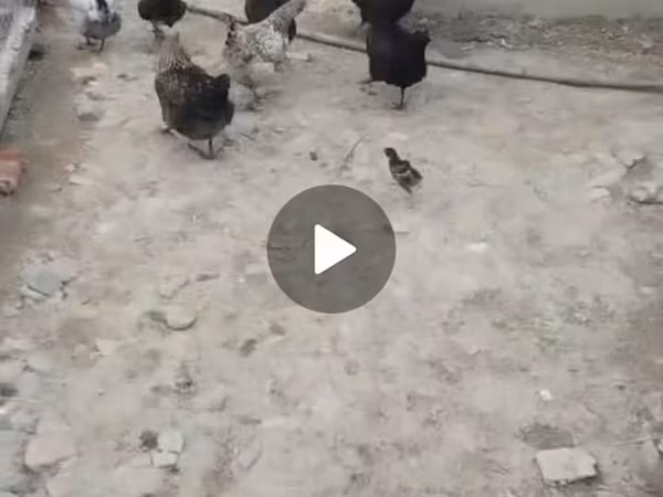 Australorp — Azerbaijan