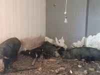 Sow, Pigs — photo 3
