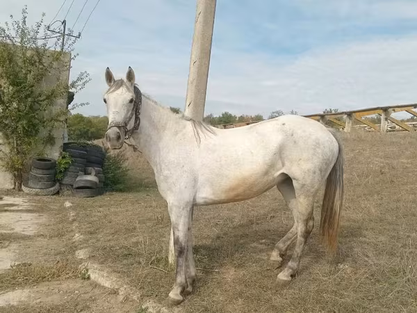 Toychoq, Orlov Trotter