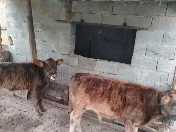 ВРХ (партія, стать не вказано), Велика рогата худоба