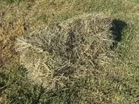 Խոտի տուկ Խառ խոտ — الصورة 3
