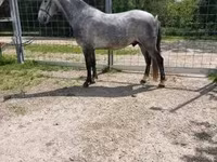 公马, Lipizzaner — 照片 4