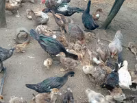 Ducks — फ़ोटो 5