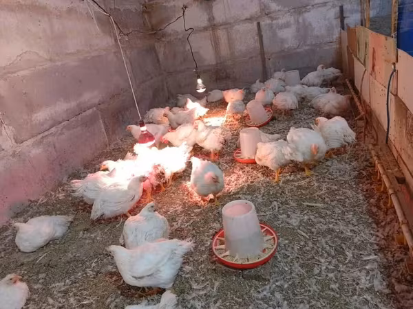 Chickens