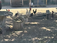 Turkeys — foto 6