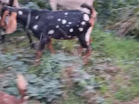 Ziegenbock, Nubian Goat — Foto 5