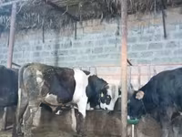 Bull, Cattle — photo 6