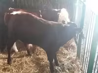 Buğa, Simmental cattle — foto 3