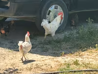 Turkeys — foto 5