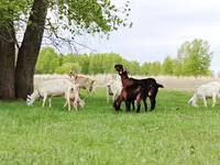 Koza, Saanen goat — foto 3