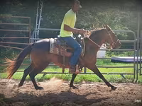 Yegua, Standardbred — foto 5