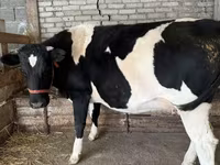 Krowa, Rasa holsztyńska — zdjęcie 2