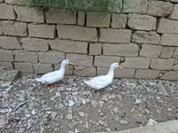 Ducks — photo 3