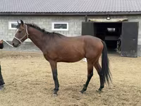 Caballo, Thoroughbred horse — foto 6