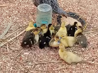 Ducks — photo 2