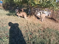 Qoç, Qoyunlar — foto 2