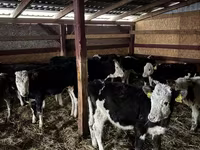 Cow, Simmental cattle — photo 3