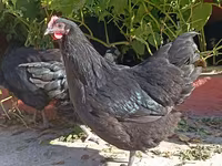 Chickens — photo 4