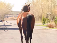 Toychoq, Thoroughbred horse — 4-rasm