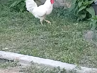 Chickens — photo 1