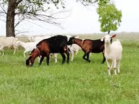 Koza, Saanen goat — foto 4
