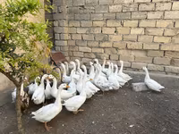 Geese — photo 2