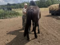 Égua, Međimurje horse — foto 5
