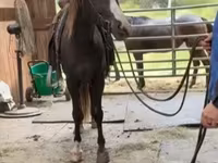 घोड़ा, Rocky Mountain Horse — फ़ोटो 6