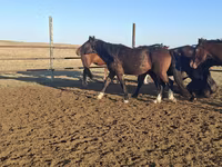 At, New Altai Horse — foto 2