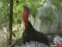 Turkeys — photo 4
