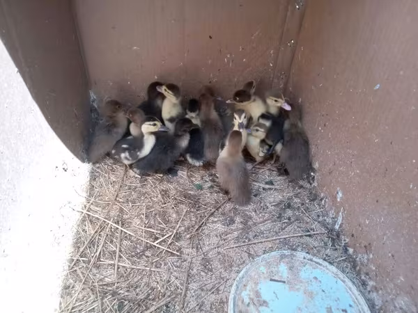 Domestic Muscovy — Azerbaijan