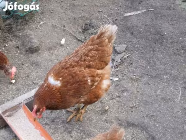 Датская несушка
