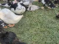 Domestic Muscovy — photo 7