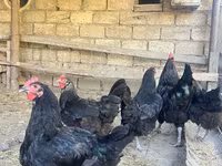 Australorp — Foto 6