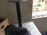 Australorp — foto 5