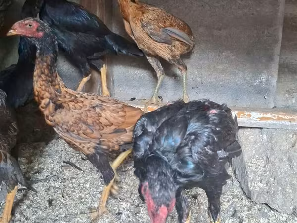 Chickens