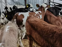 Cow, Limousin cow — photo 6