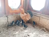 Chickens — photo 1