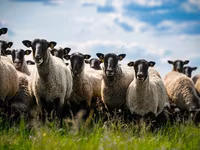 Qoç, Romanov sheep — foto 2