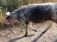 Vaca, Azul Belga — foto 2