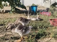 Geese — 照片 3