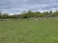 Qoyun, Edilbay sheep — foto 5