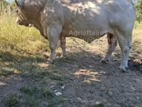 Buğa, Charolais cattle — foto 1