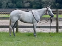 Stute, Quarter Horse — Foto 2