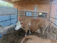 Krowa, French Simmental cattle — zdjęcie 1