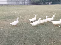 Ducks — photo 4
